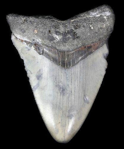 Juvenile Megalodon Tooth - Venice, Florida #36676